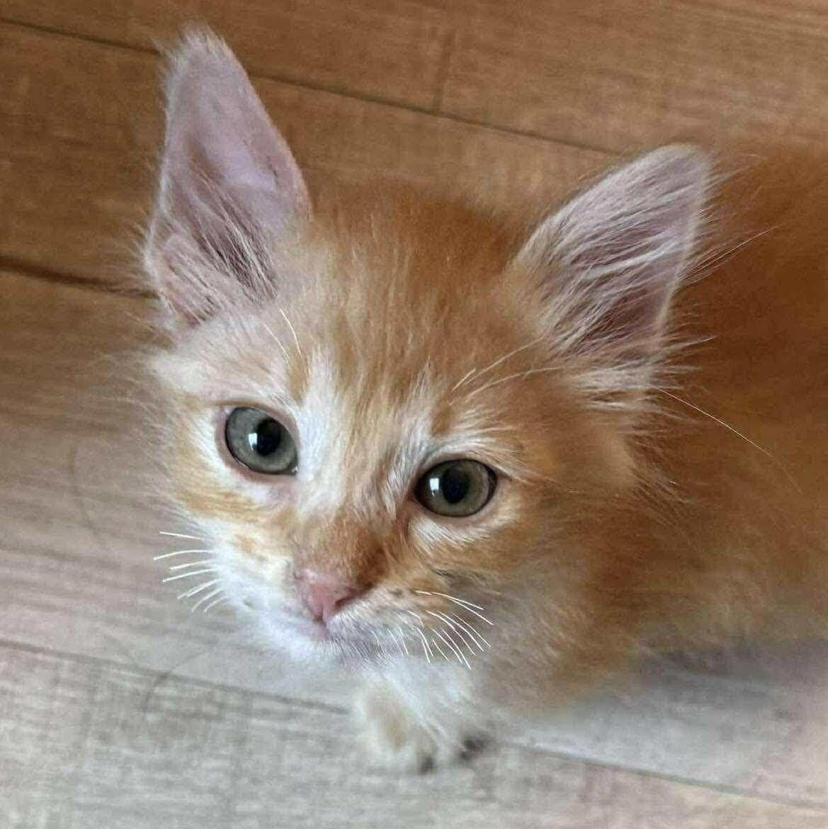 Enlarge Dre, an adopted Domestic Short Hair in San Diego, CA image 1/4