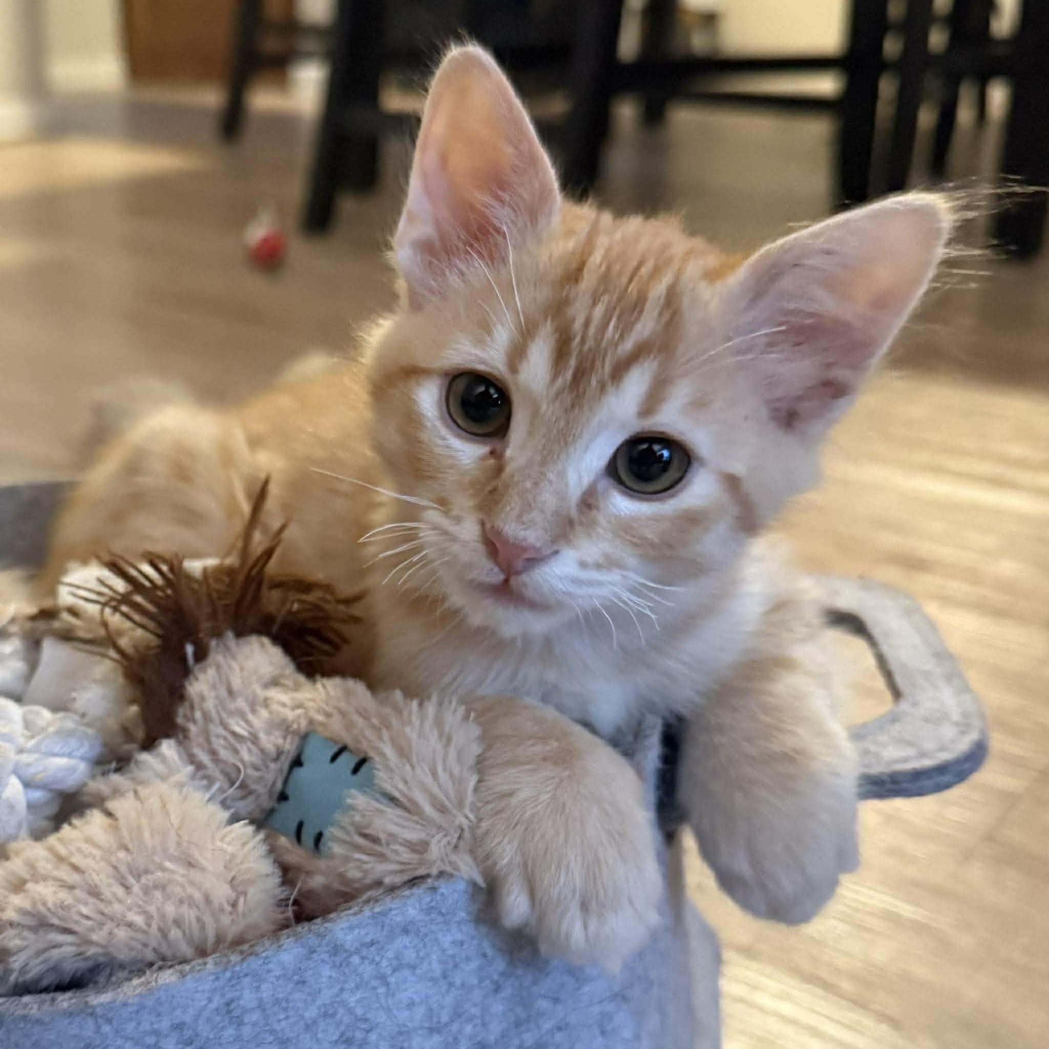 Enlarge Dre, an adopted Domestic Short Hair in San Diego, CA image 2/4