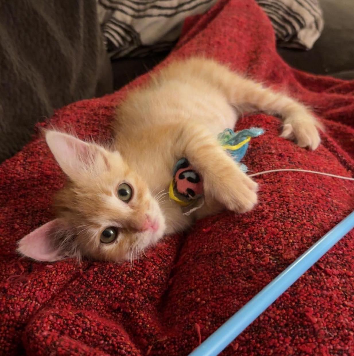 Enlarge Dre, an adopted Domestic Short Hair in San Diego, CA image 3/4