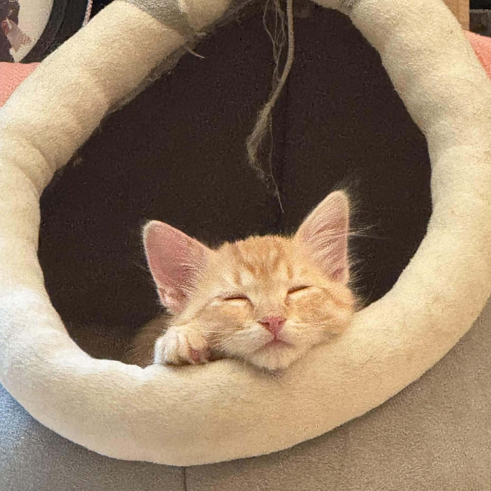 Enlarge Dre, an adopted Domestic Short Hair in San Diego, CA image 4/4