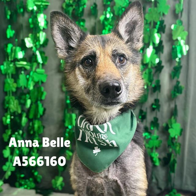 ANNA BELLE, Adoptable, Adult Female German Shepherd Dog.