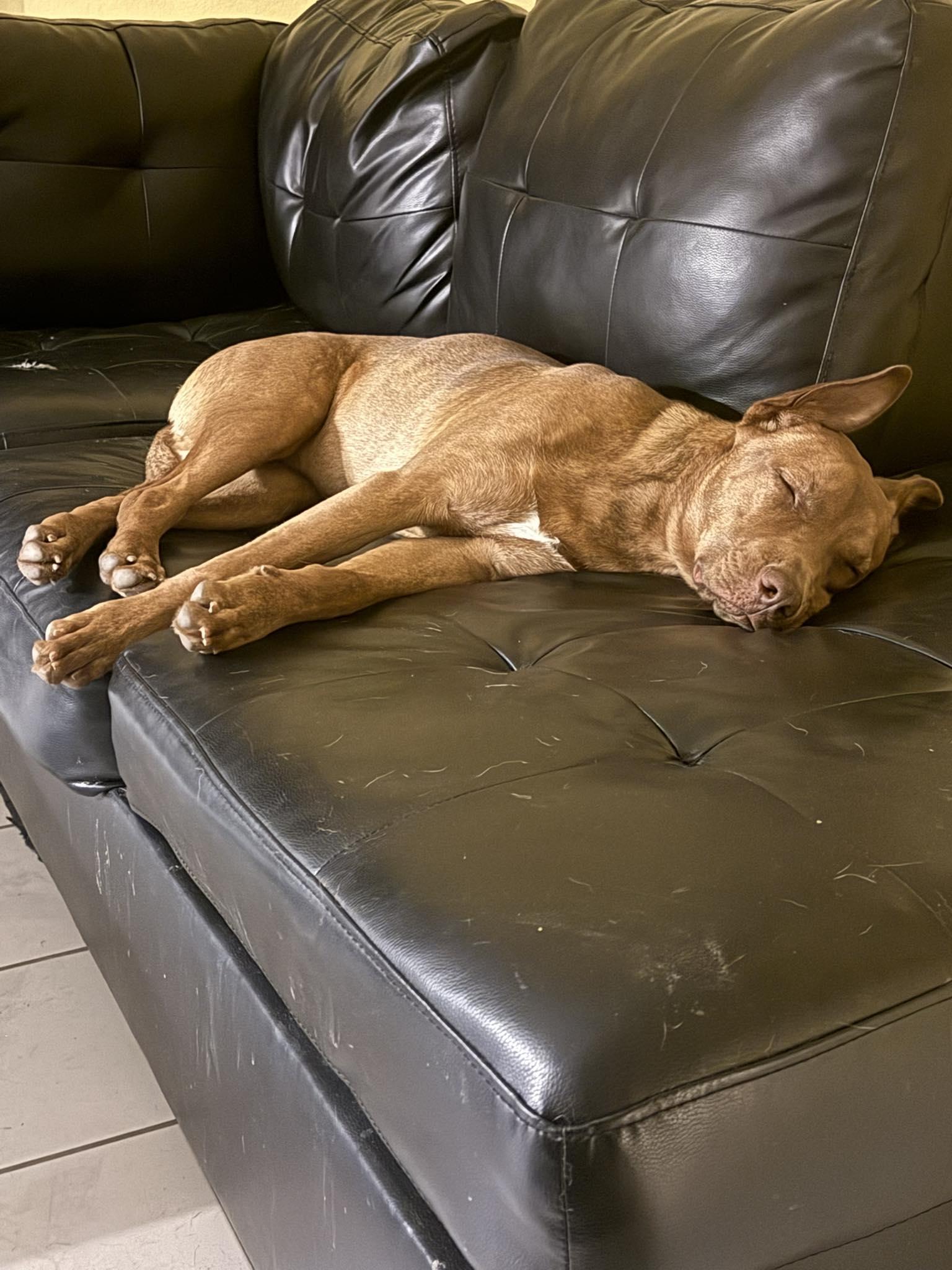 Enlarge Winston, a ADOPTABLE mixed breed in Temecula, CA image 4/6