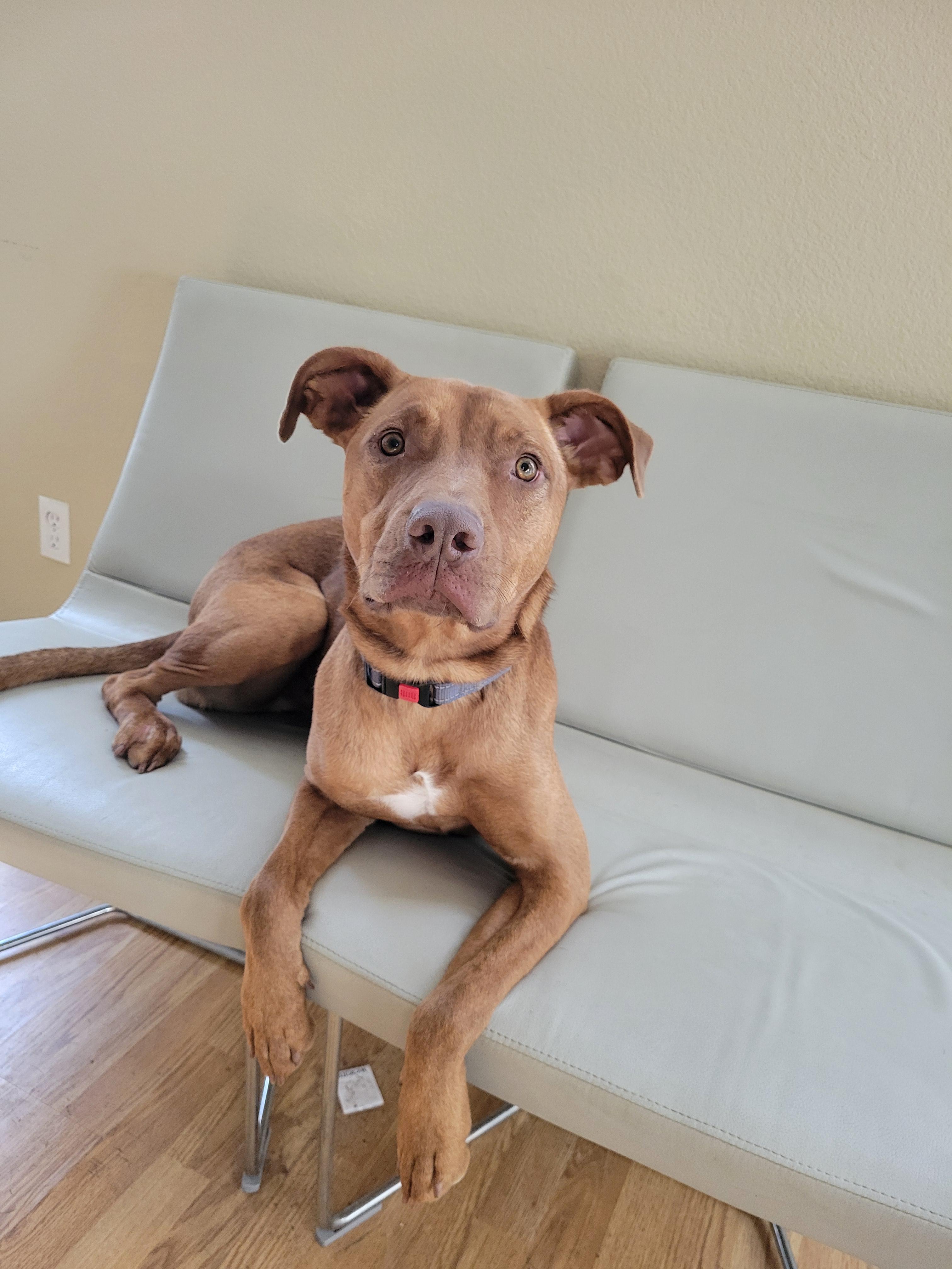 Enlarge Winston, a ADOPTABLE mixed breed in Temecula, CA image 6/6