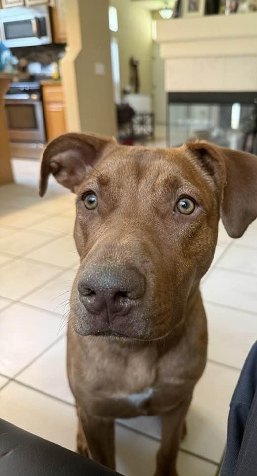 Enlarge Winston, a ADOPTABLE mixed breed in Temecula, CA image 5/6