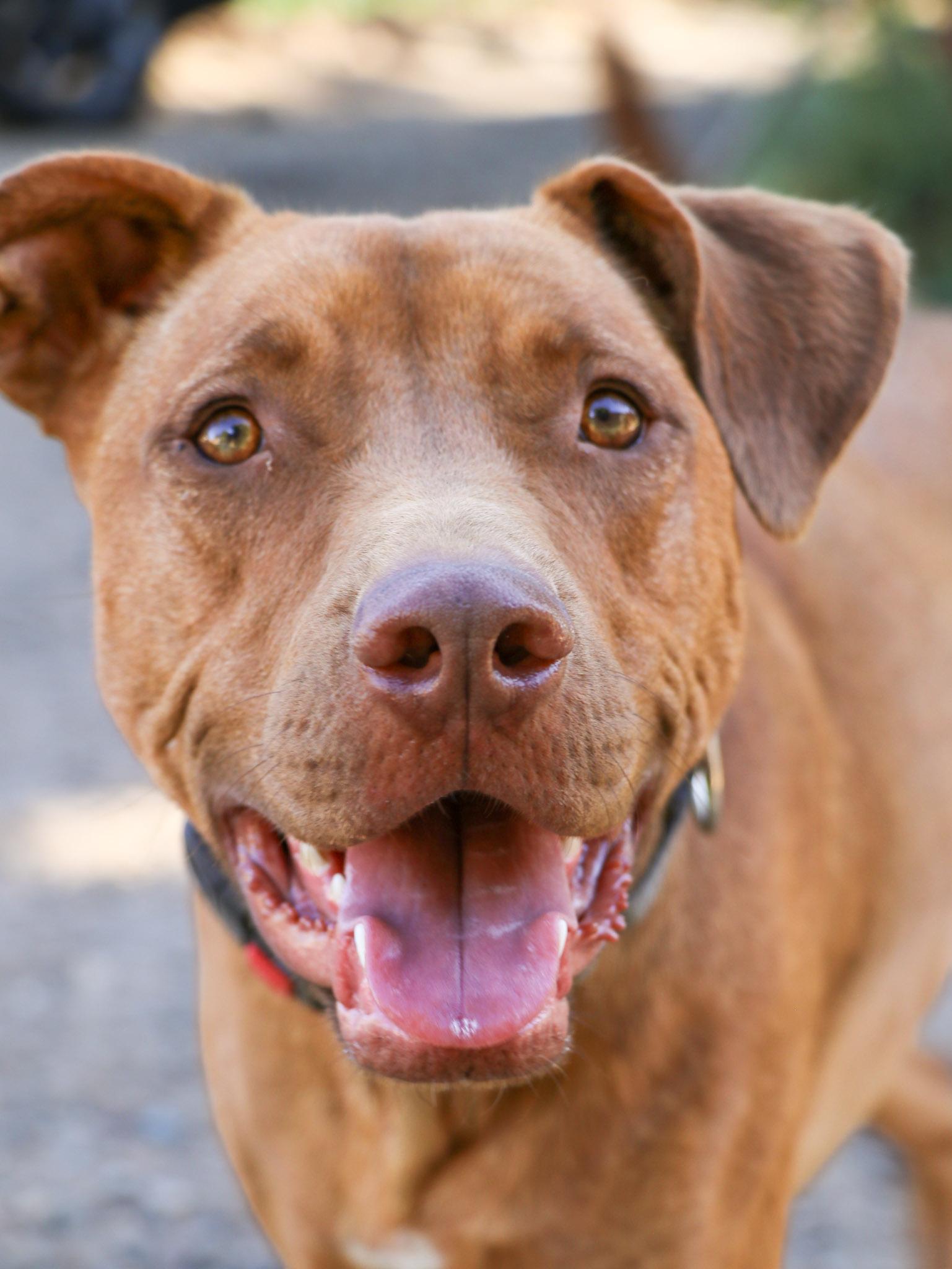 Enlarge Winston, a Adoptable mixed breed in Temecula, CA image 1/6