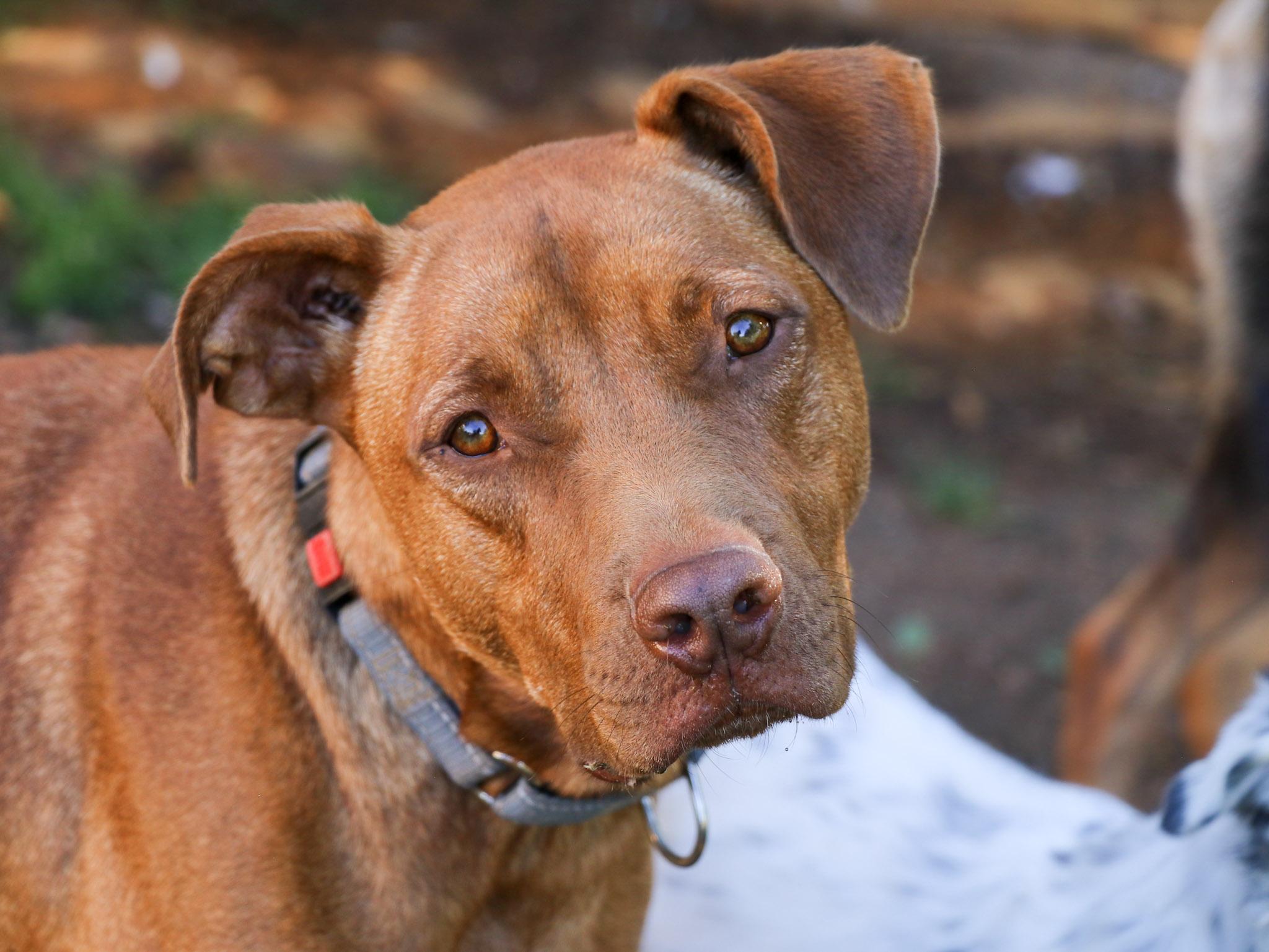 Enlarge Winston, a Adoptable mixed breed in Temecula, CA image 5/6