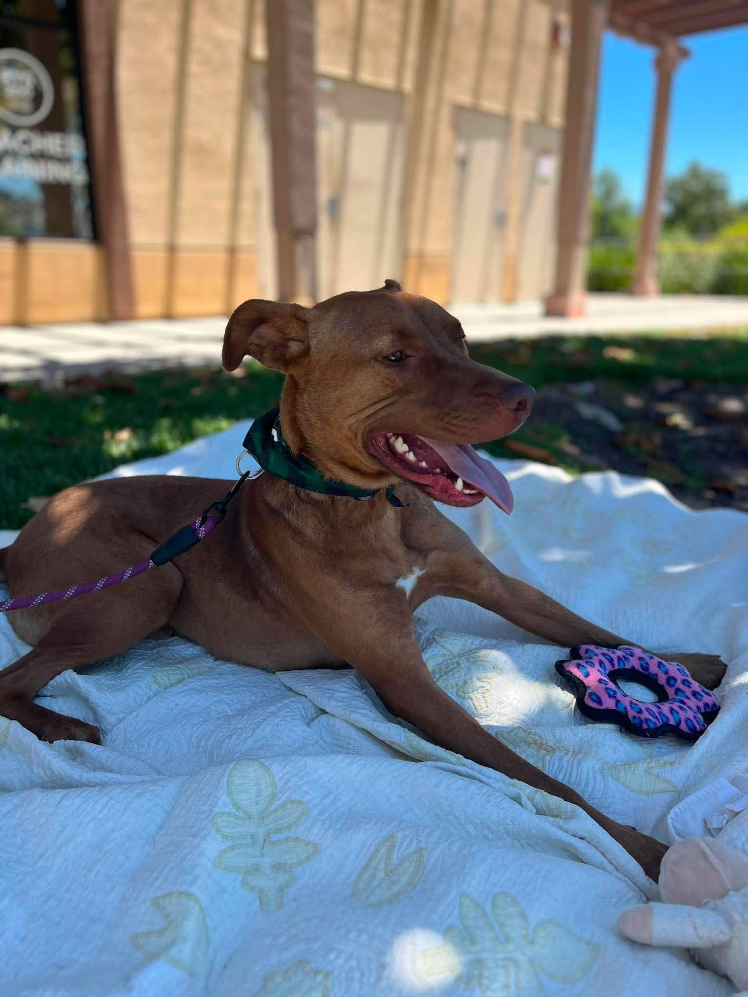 Winston, a ADOPTABLE mixed breed in Temecula, CA image 5/6