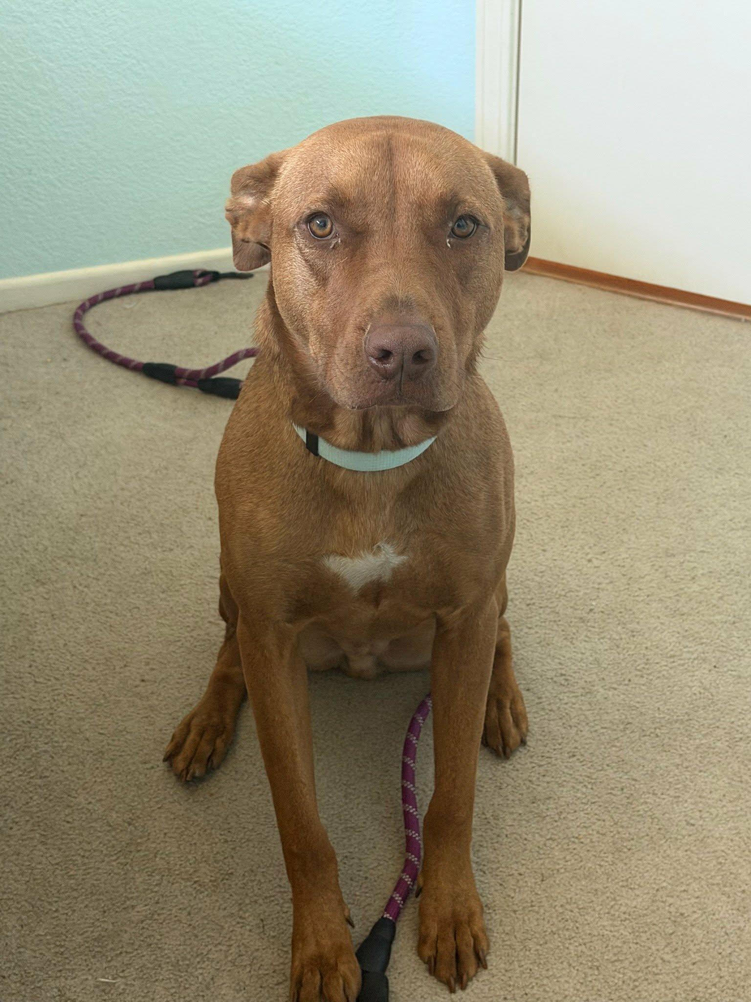 Enlarge Winston, a ADOPTABLE mixed breed in Temecula, CA image 2/6