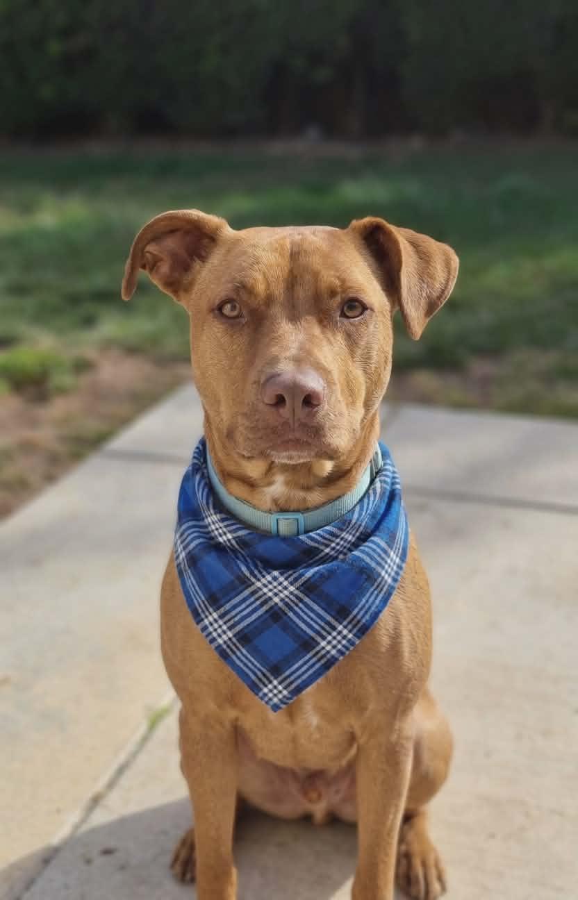 Enlarge Winston, a ADOPTABLE mixed breed in Temecula, CA image 6/6