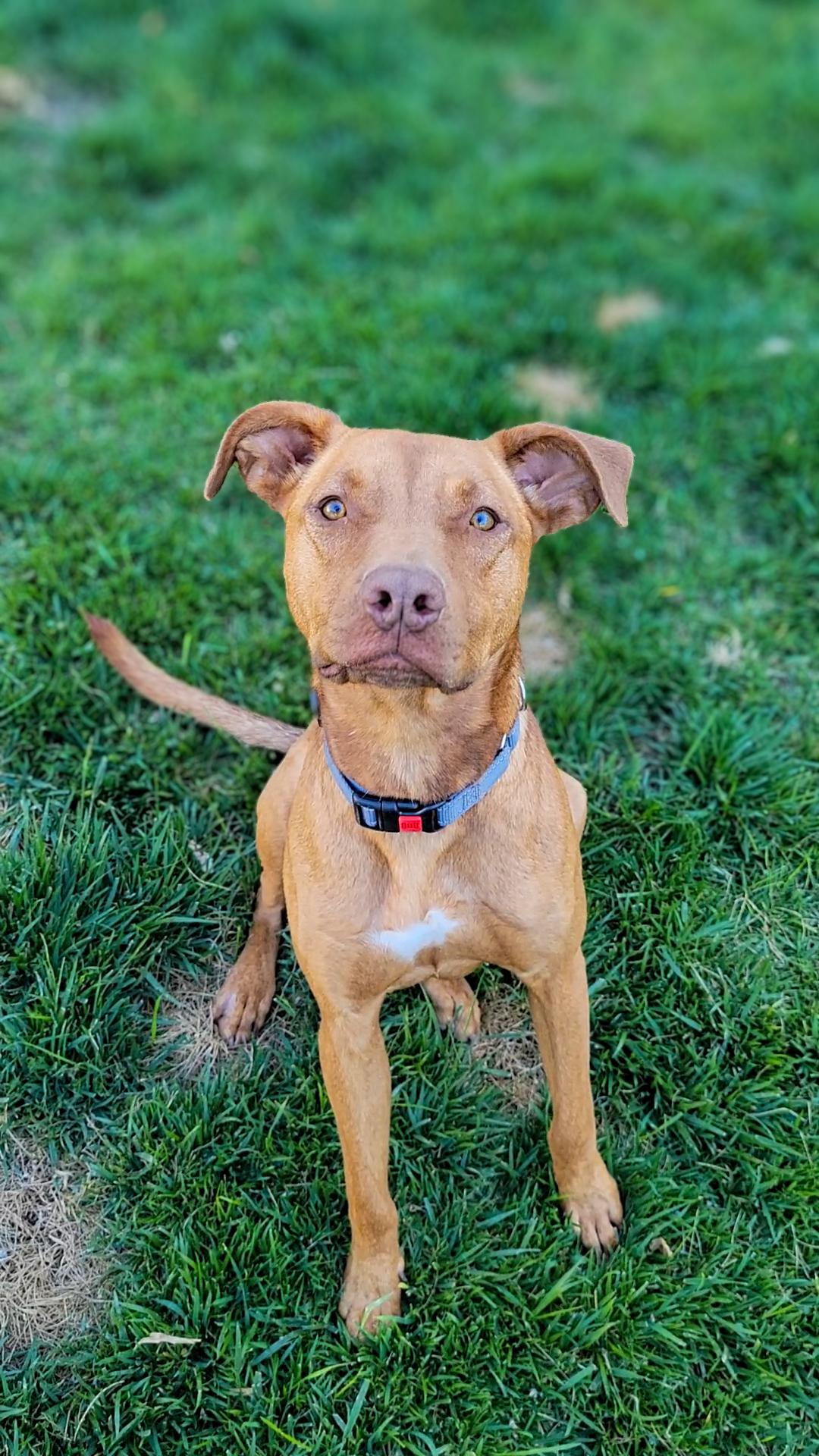 Enlarge Winston, a ADOPTABLE mixed breed in Temecula, CA image 1/6