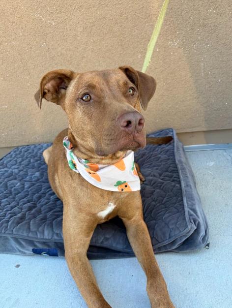 Enlarge Winston, a Adoptable mixed breed in Temecula, CA image 6/6