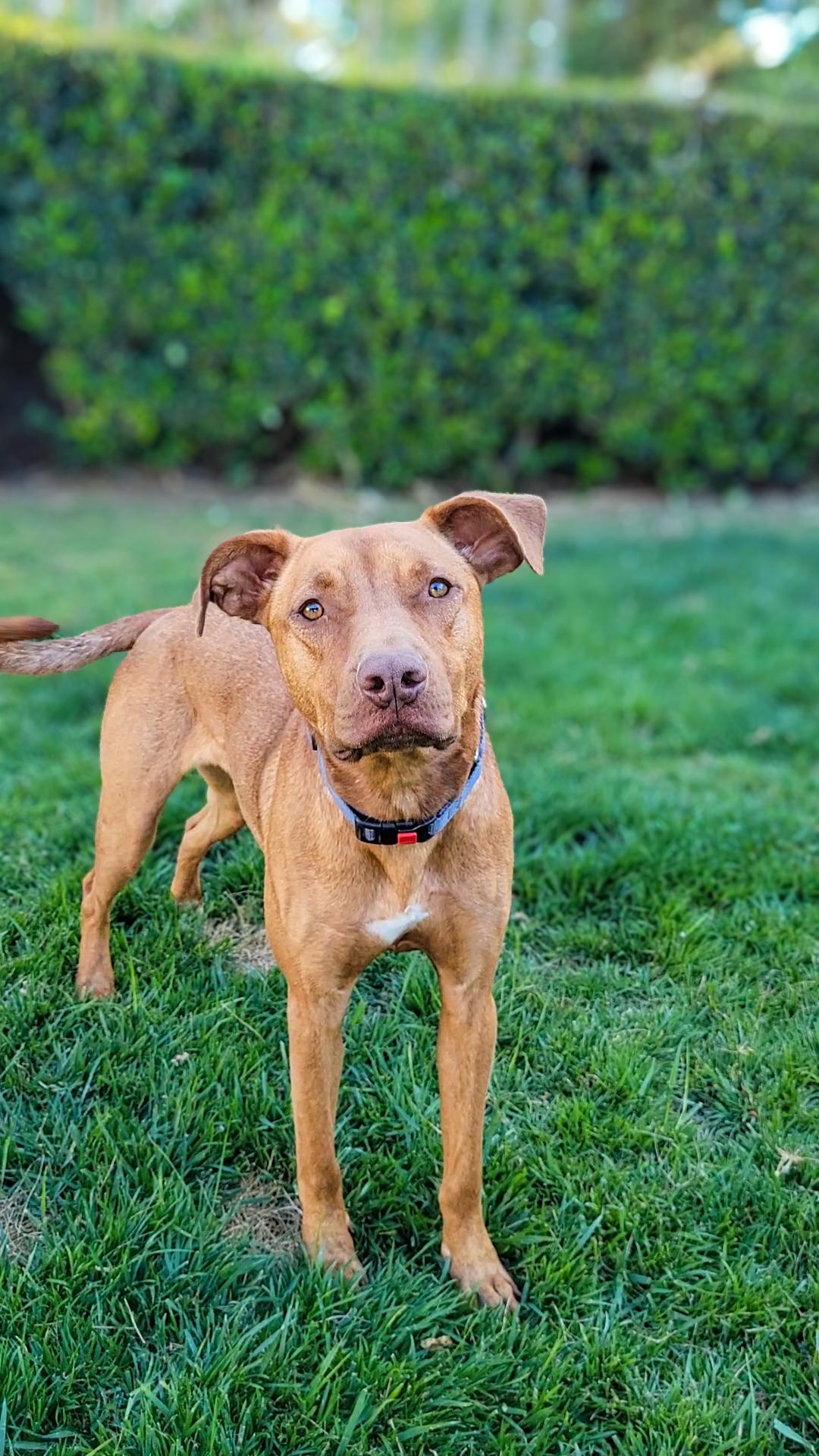 Enlarge Winston, a ADOPTABLE mixed breed in Temecula, CA image 5/6