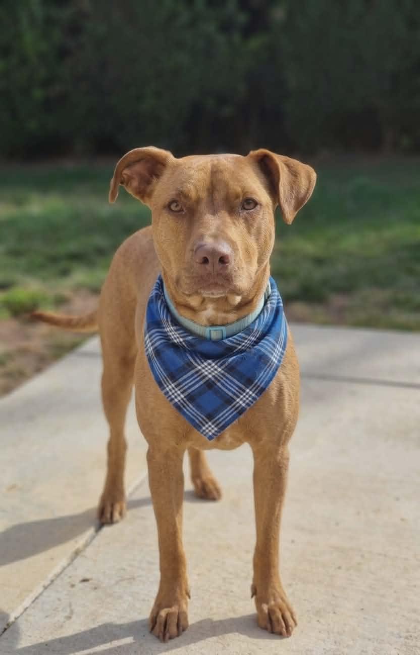 Enlarge Winston, a ADOPTABLE mixed breed in Temecula, CA image 1/6