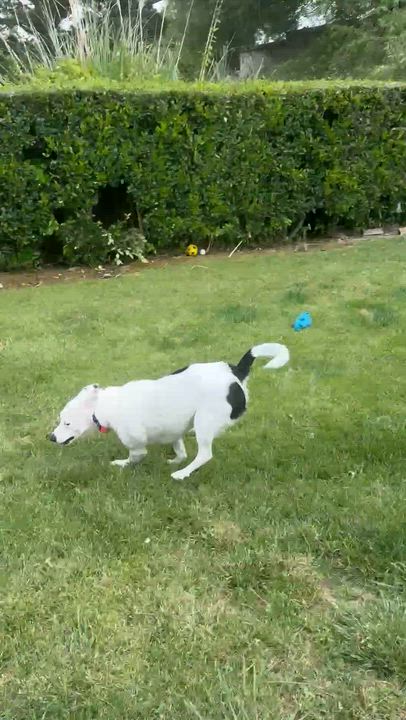 Enlarge Winston, a ADOPTABLE mixed breed in Temecula, CA video 3/6