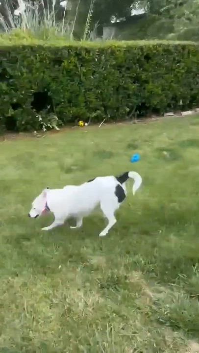 Enlarge Winston, a ADOPTABLE mixed breed in Temecula, CA video 6/6