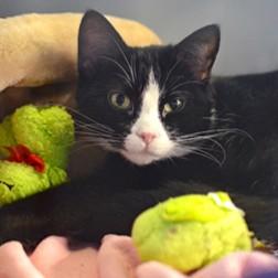 Bacardi , adoptable, Adult Female Domestic Short Hair.