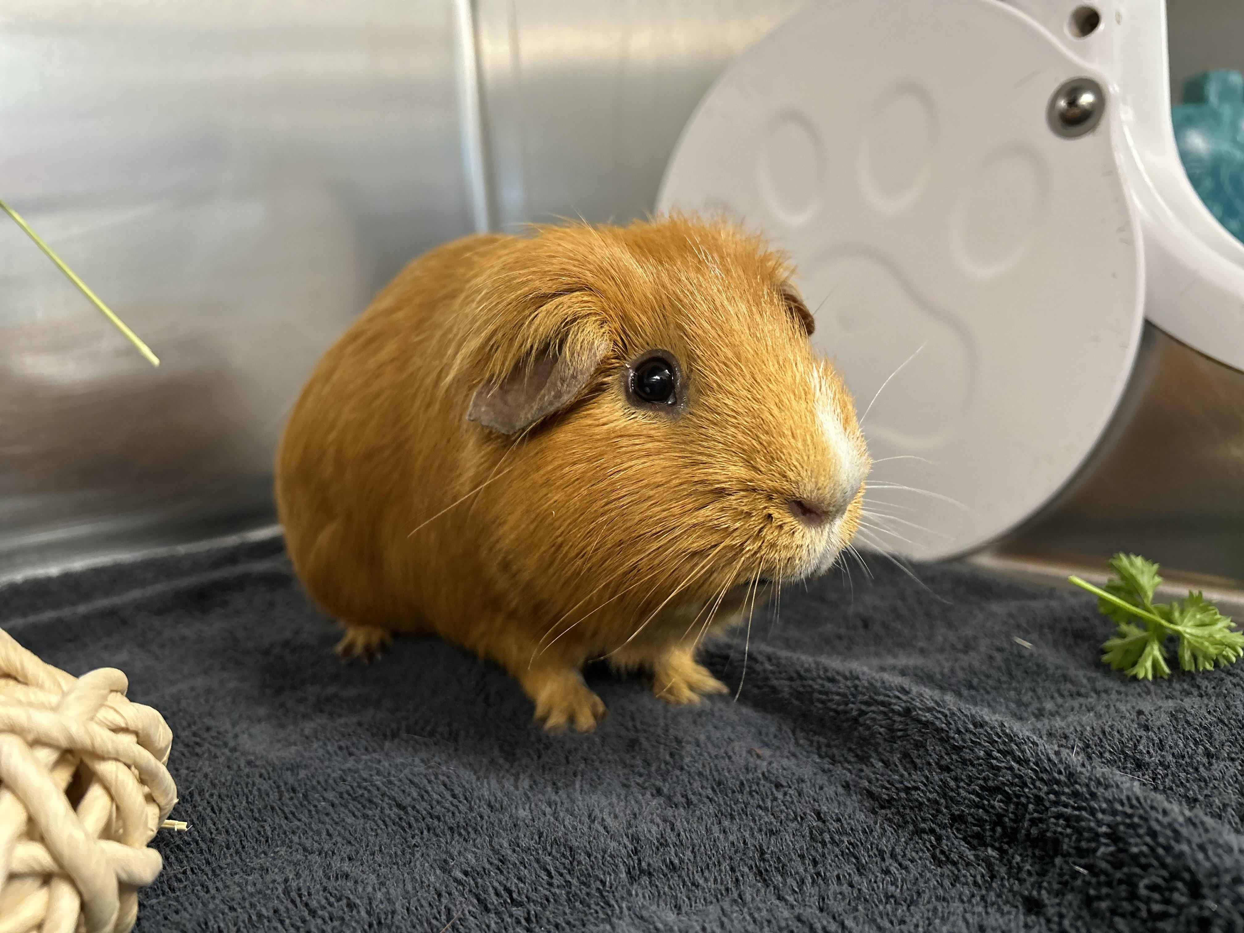 Rusty, ADOPTABLE, Adult Male Guinea Pig.