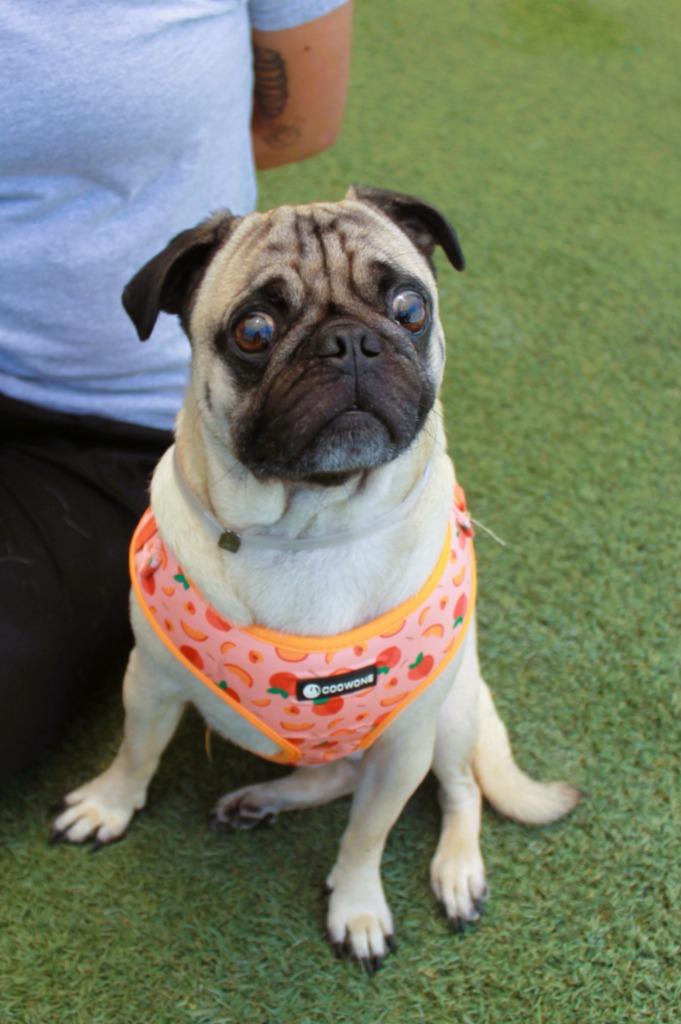 Scrappy Doo *Bonded with Lucky Charm* / Lucky Charm *Bonded with Scrappy Doo*, Adoptable, Adult Male Pug.