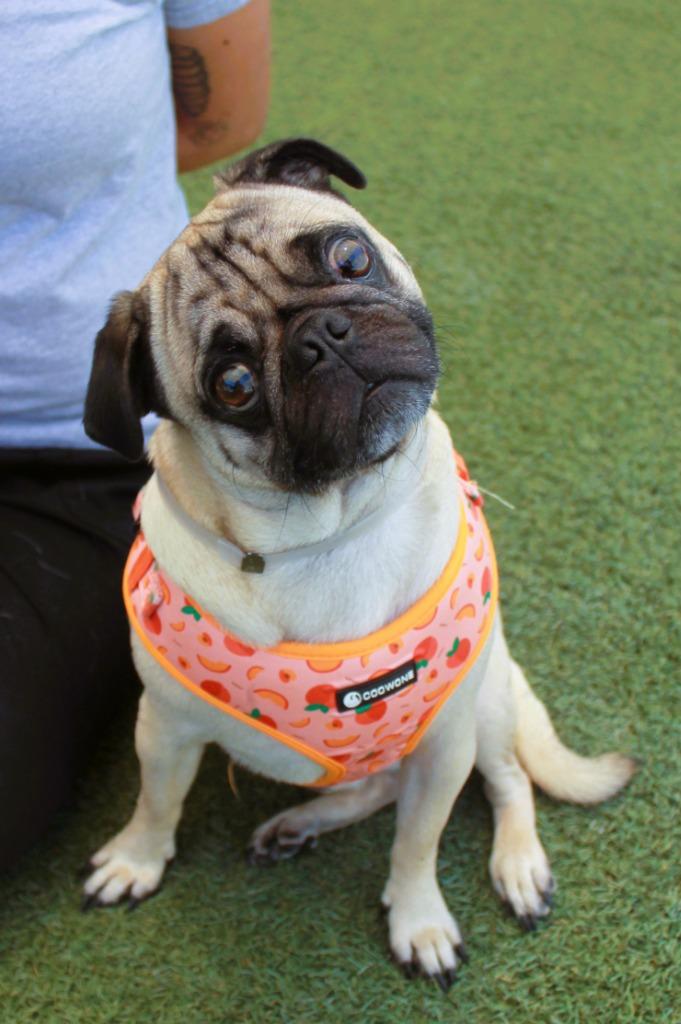 Scrappy Doo *Bonded with Lucky Charm* / Lucky Charm *Bonded with Scrappy Doo*, a Adoptable Pug in Gardena, CA image 2/6