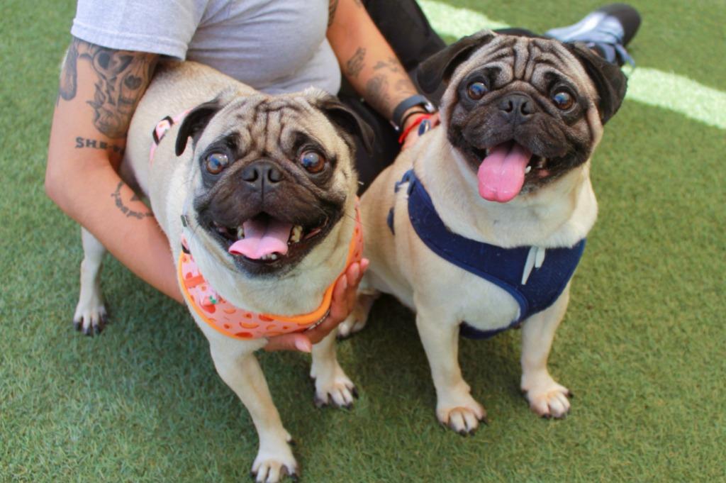 Scrappy Doo *Bonded with Lucky Charm* / Lucky Charm *Bonded with Scrappy Doo*, a Adoptable Pug in Gardena, CA image 3/6