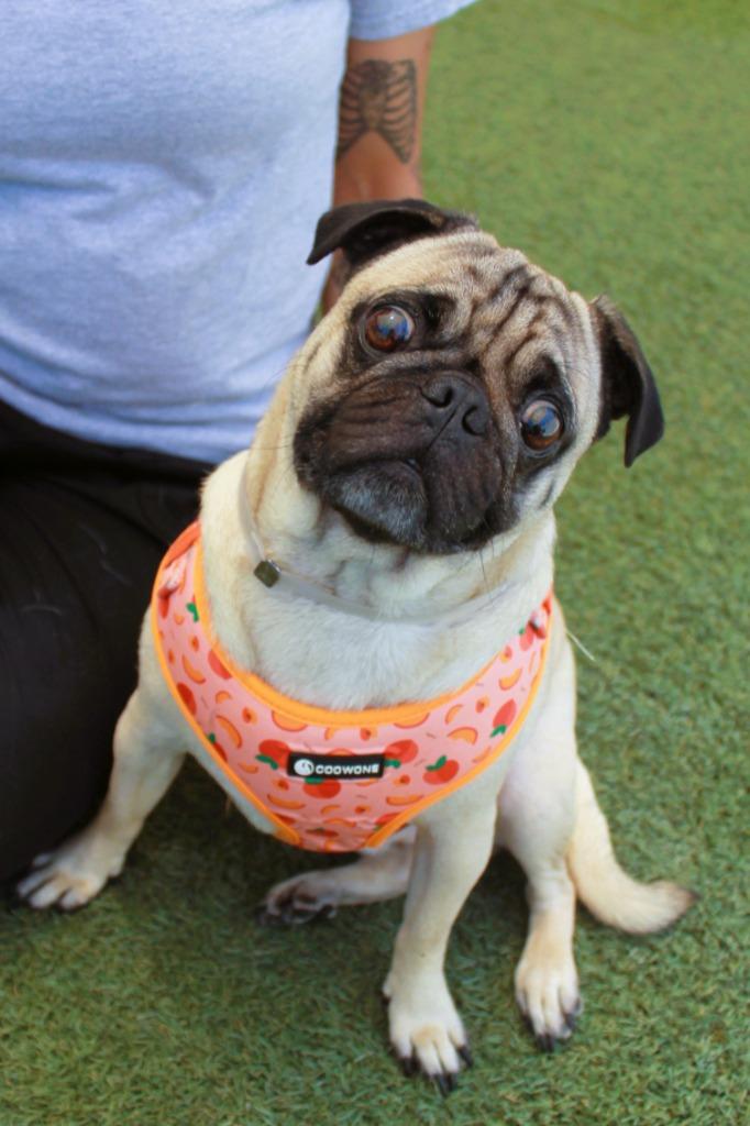 Scrappy Doo *Bonded with Lucky Charm* / Lucky Charm *Bonded with Scrappy Doo*, a Adoptable Pug in Gardena, CA image 4/6