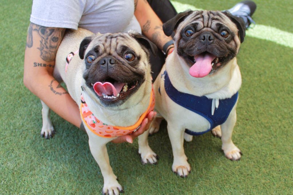Scrappy Doo *Bonded with Lucky Charm* / Lucky Charm *Bonded with Scrappy Doo*, a Adoptable Pug in Gardena, CA image 5/6