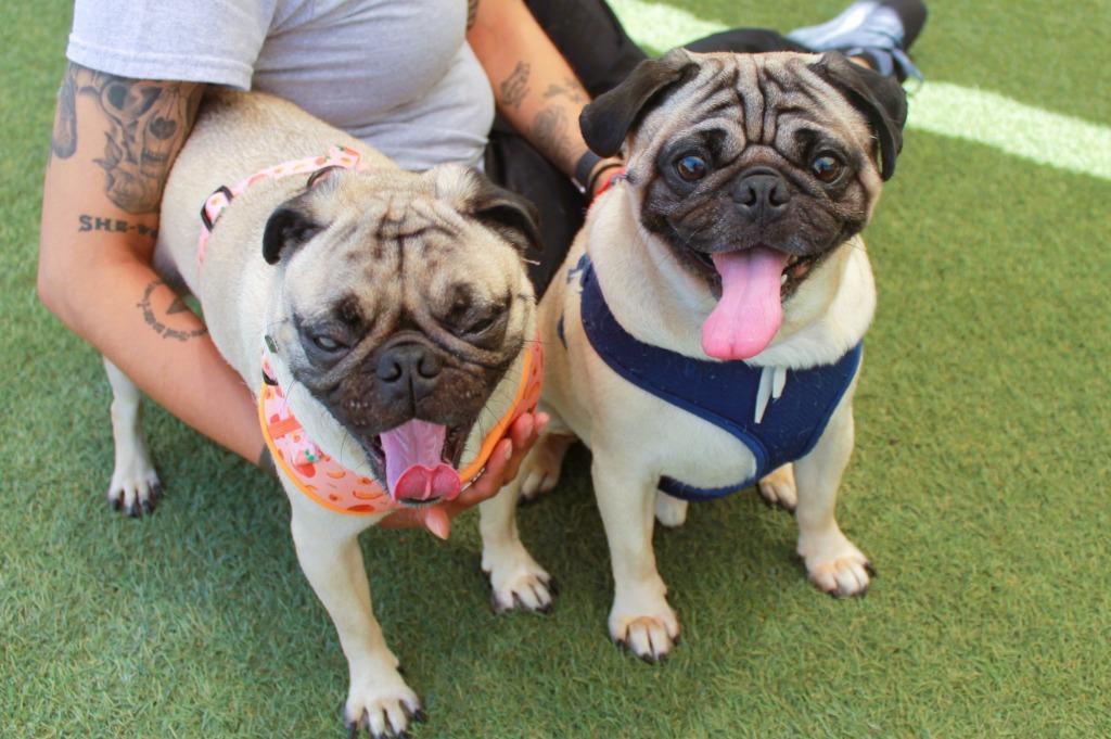 Scrappy Doo *Bonded with Lucky Charm* / Lucky Charm *Bonded with Scrappy Doo*, a Adoptable Pug in Gardena, CA image 6/6