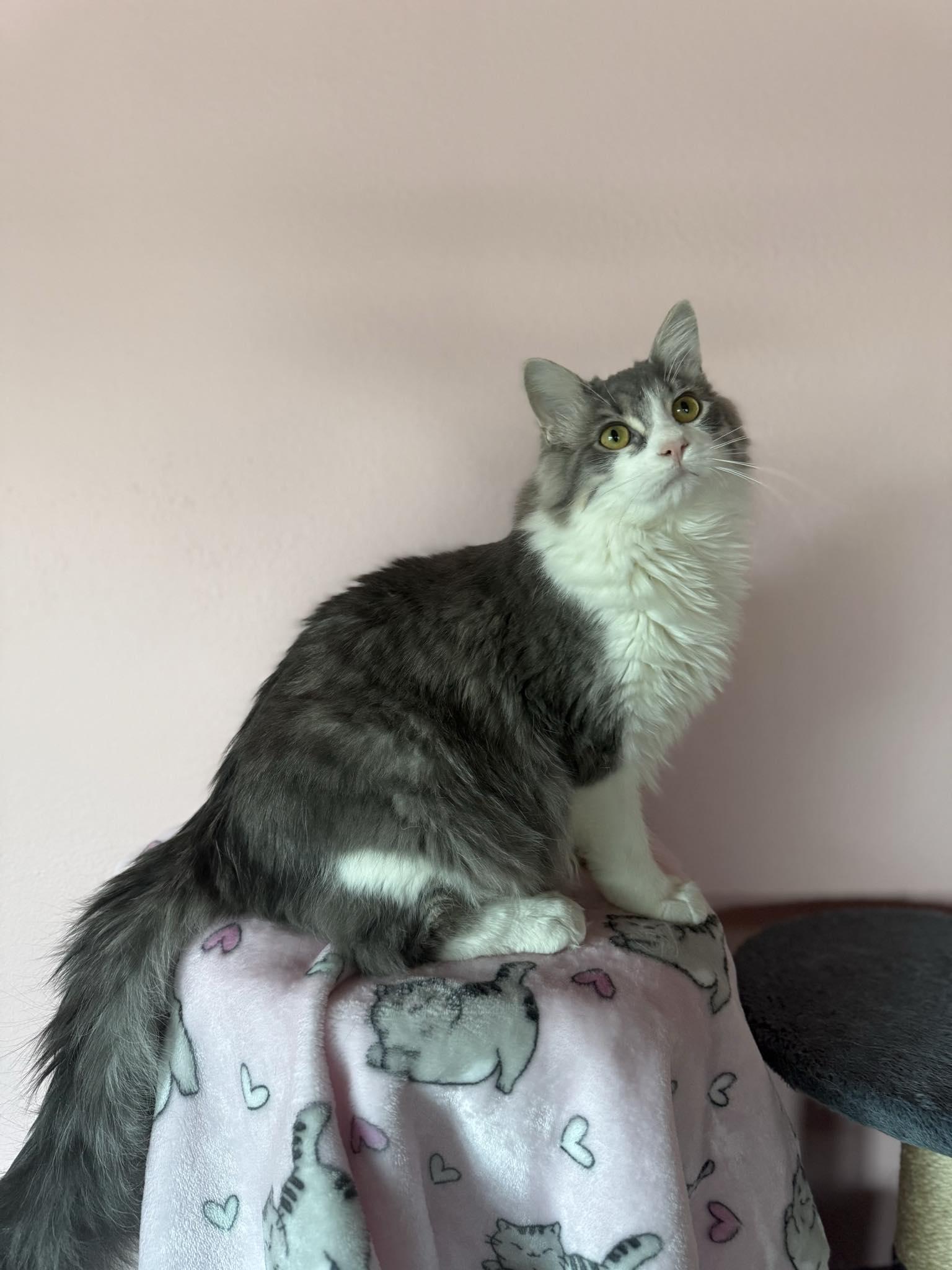 Enlarge Little Boy, an adopted Domestic Long Hair in Owatonna, MN image 5/5