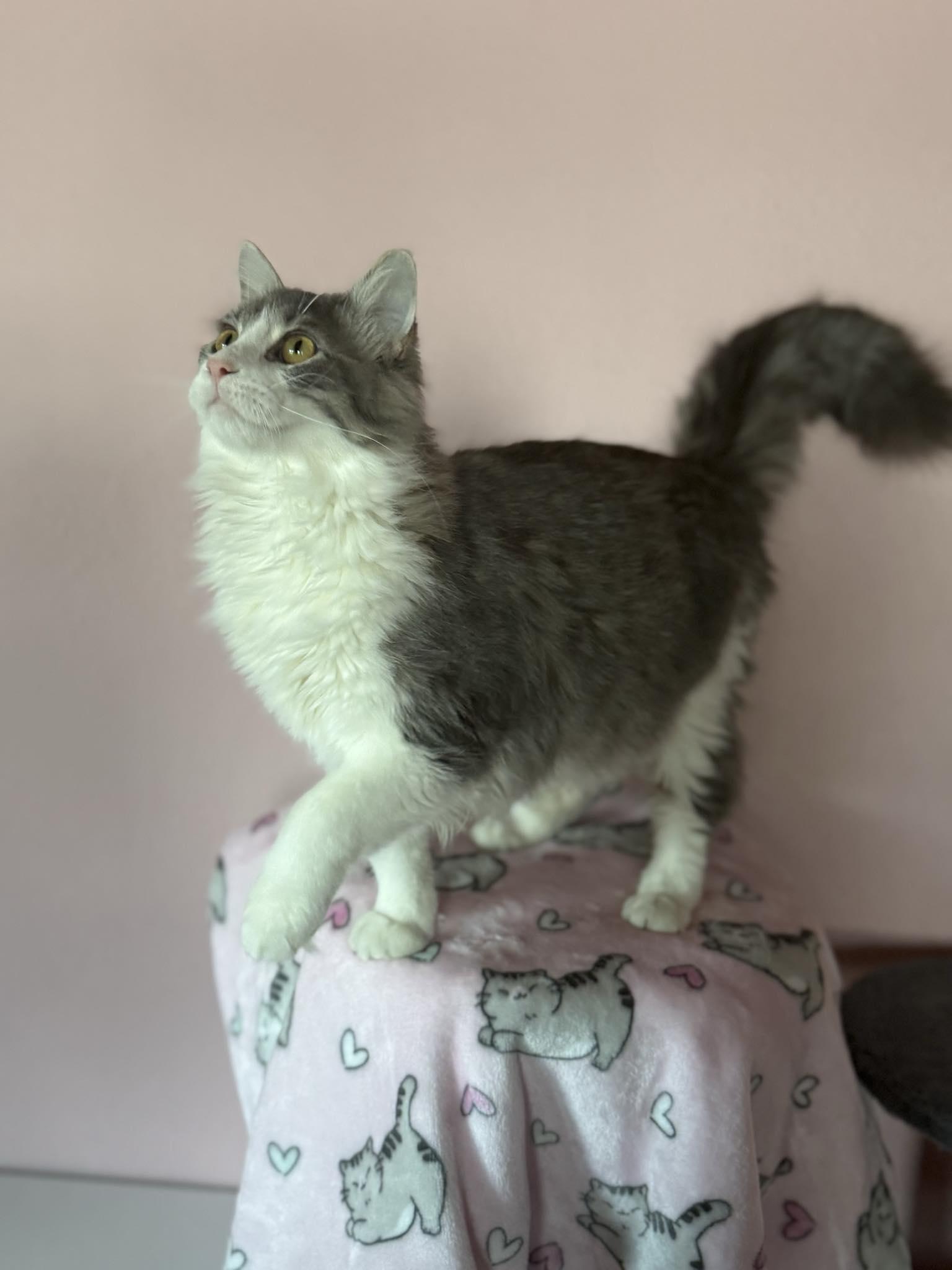 Enlarge Little Boy, an adopted Domestic Long Hair in Owatonna, MN image 4/5