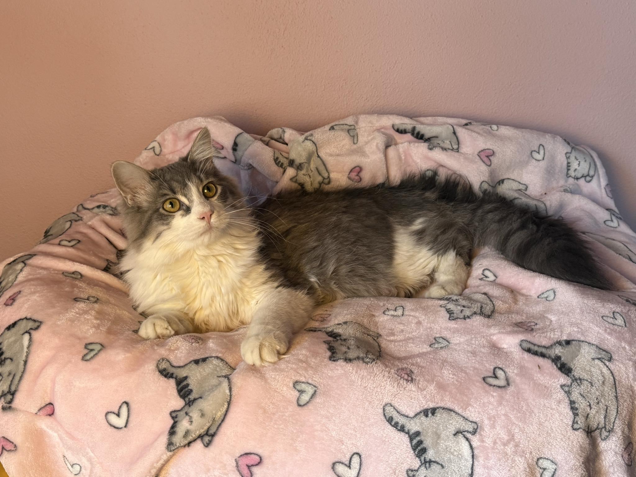 Enlarge Little Boy, an adopted Domestic Long Hair in Owatonna, MN image 2/5