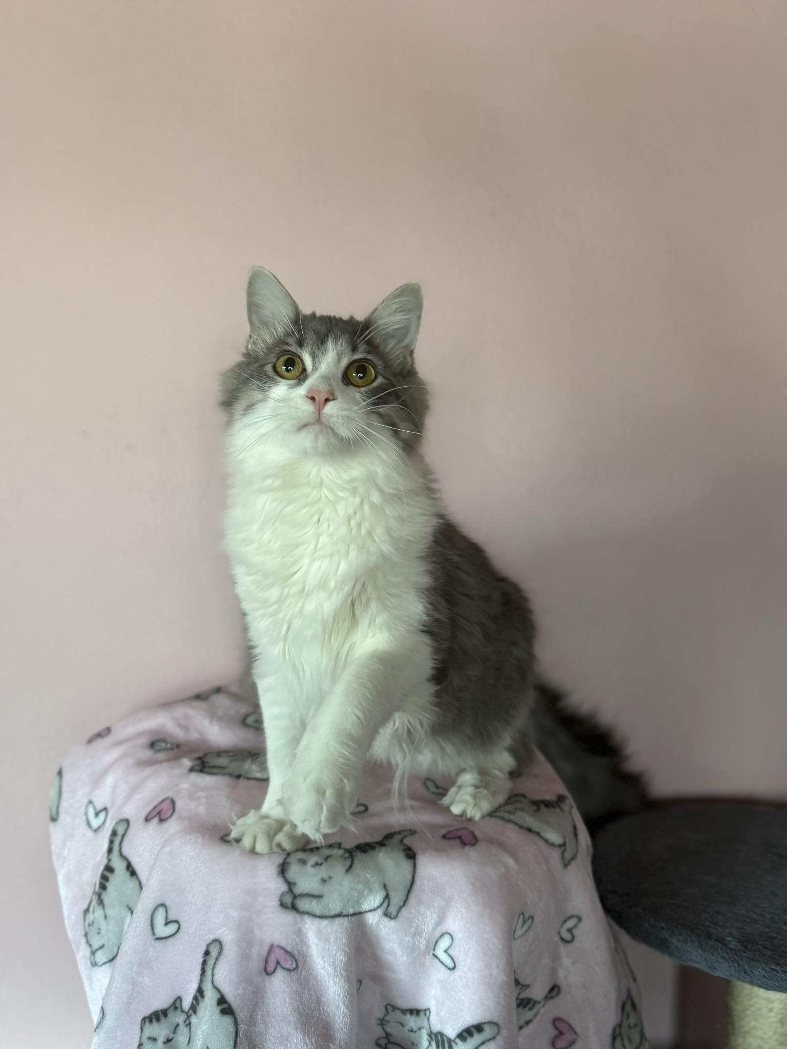Enlarge Little Boy, an adopted Domestic Long Hair in Owatonna, MN image 1/5