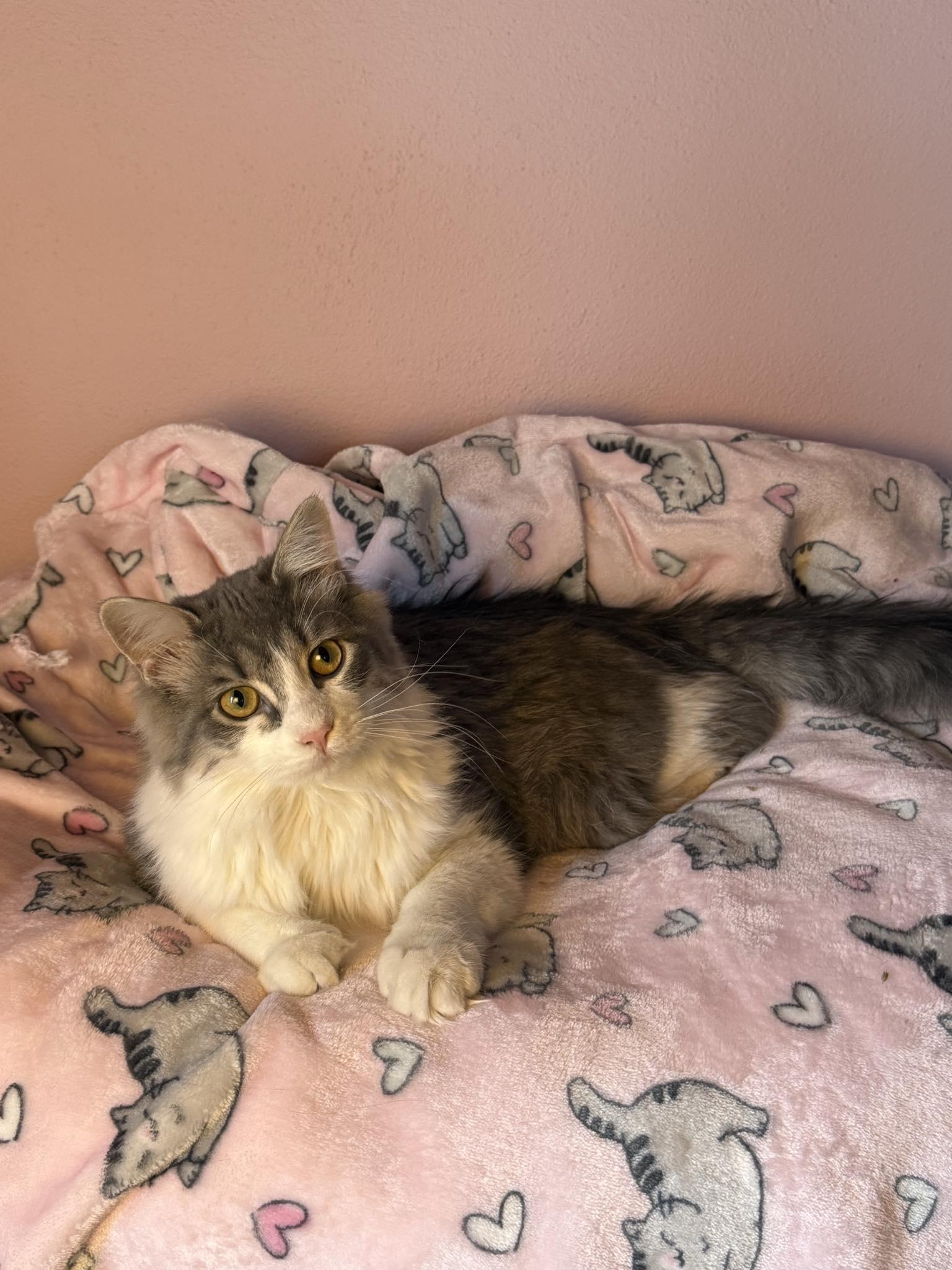 Enlarge Little Boy, an adopted Domestic Long Hair in Owatonna, MN image 3/5