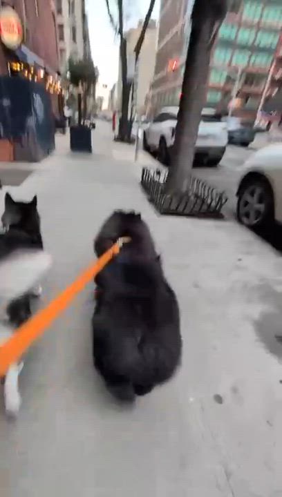 Enlarge Aurora, a Adoptable Siberian Husky in Northport, NY video 5/6