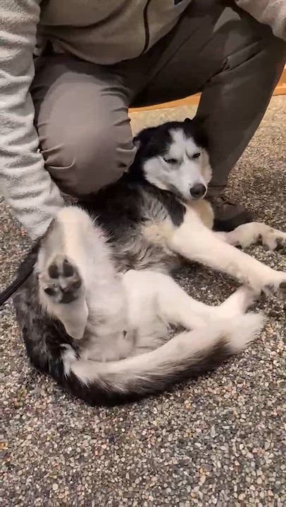 Enlarge Aurora, a Adoptable Siberian Husky in Northport, NY video 4/6