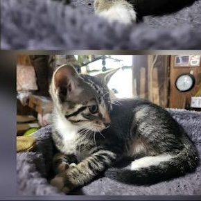 Enlarge Doriane, a Adopted mixed breed in Brenham, TX image 1/2