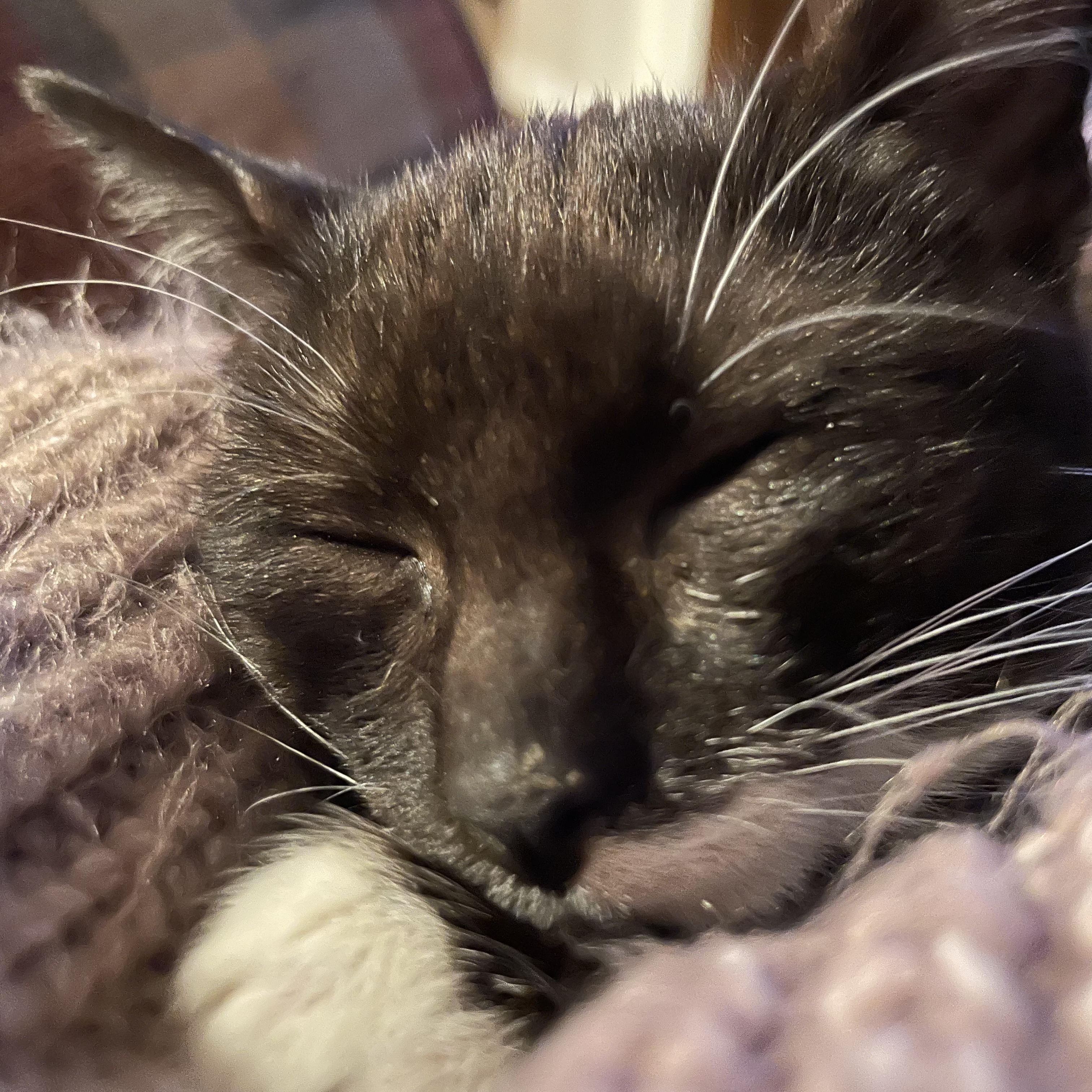 Enlarge Smudge, a Adoptable Domestic Short Hair in Wausau, WI image 5/5