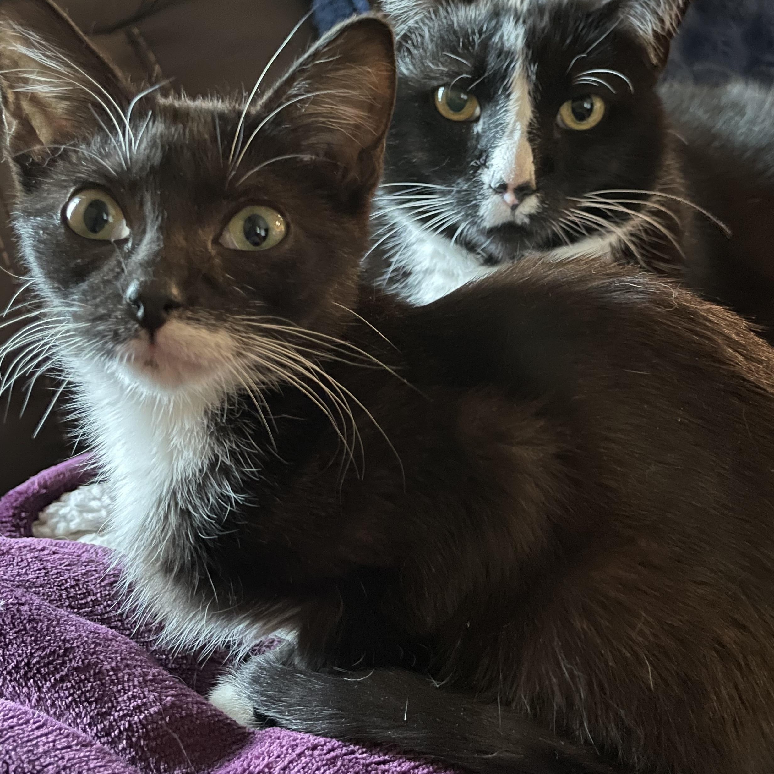 Enlarge Smudge, a Adoptable Domestic Short Hair in Wausau, WI image 4/5