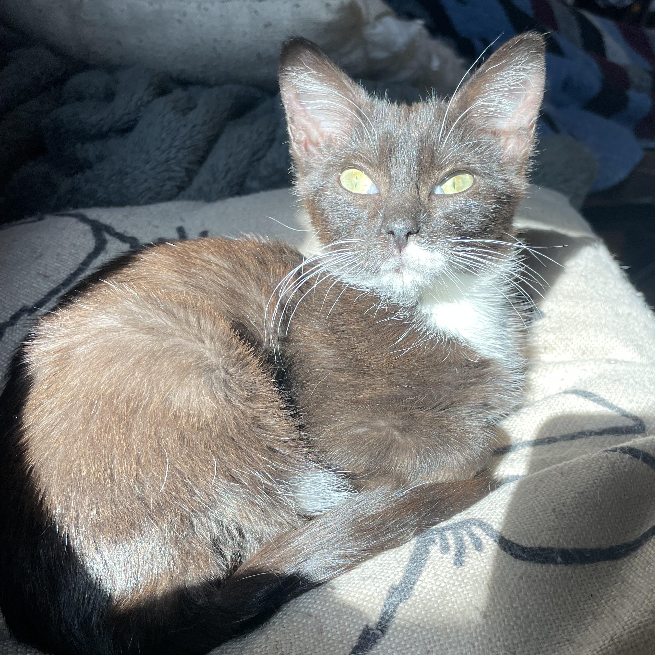 Enlarge Smudge, a Adoptable Domestic Short Hair in Wausau, WI image 3/5