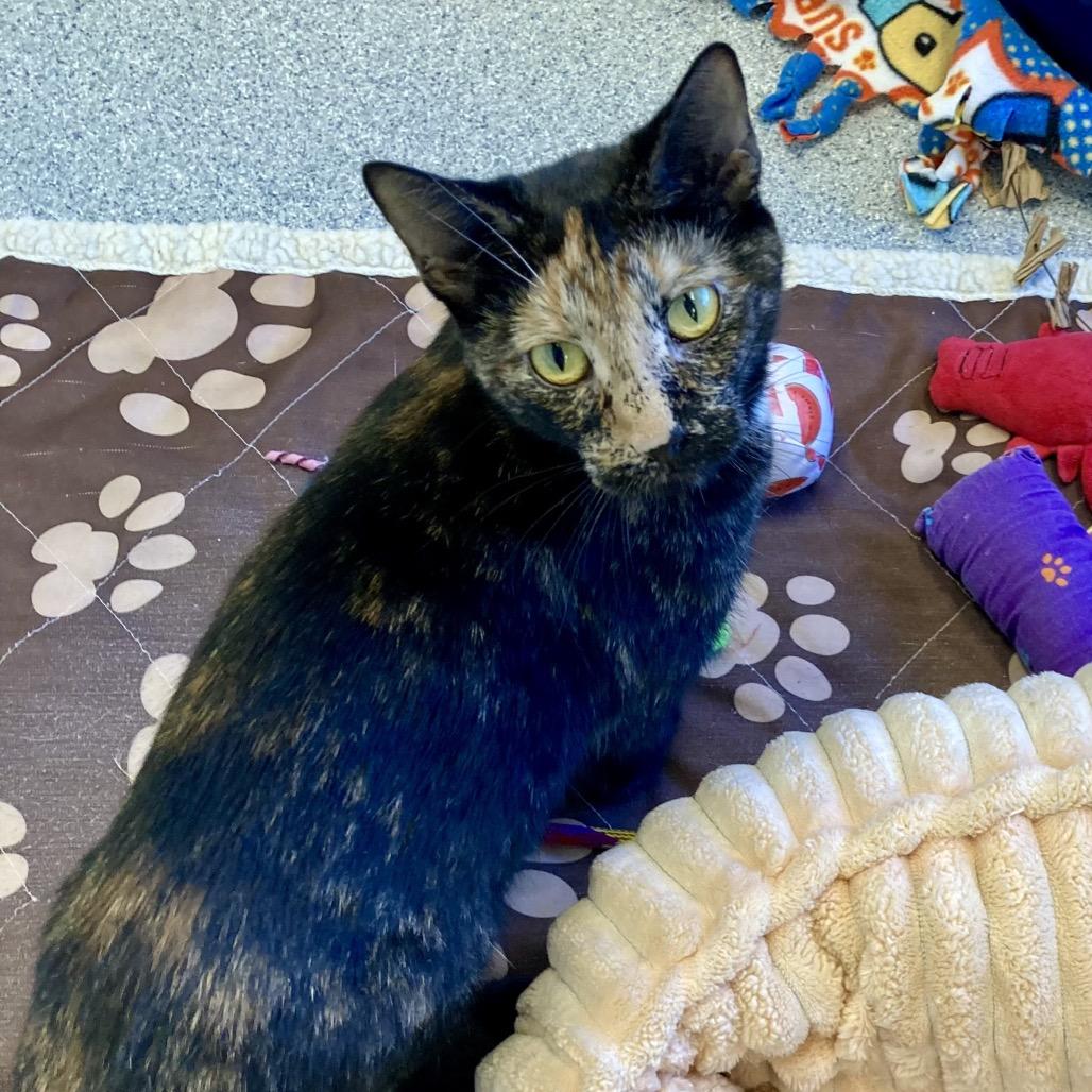 Sandy, Adoptable, Adult Female Domestic Short Hair.