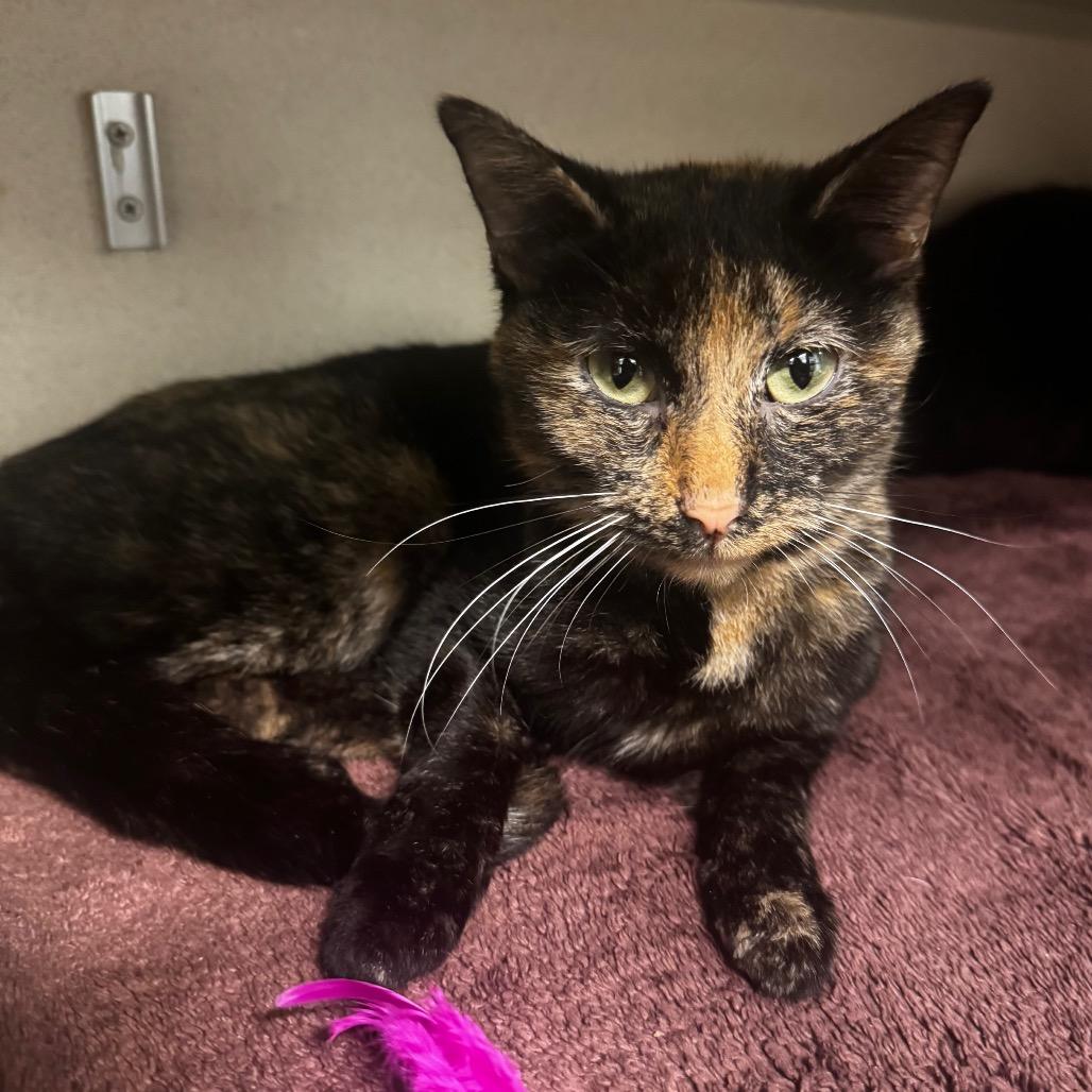 Enlarge Sandy, a Adoptable Domestic Short Hair in Wheeling, IL image 3/4