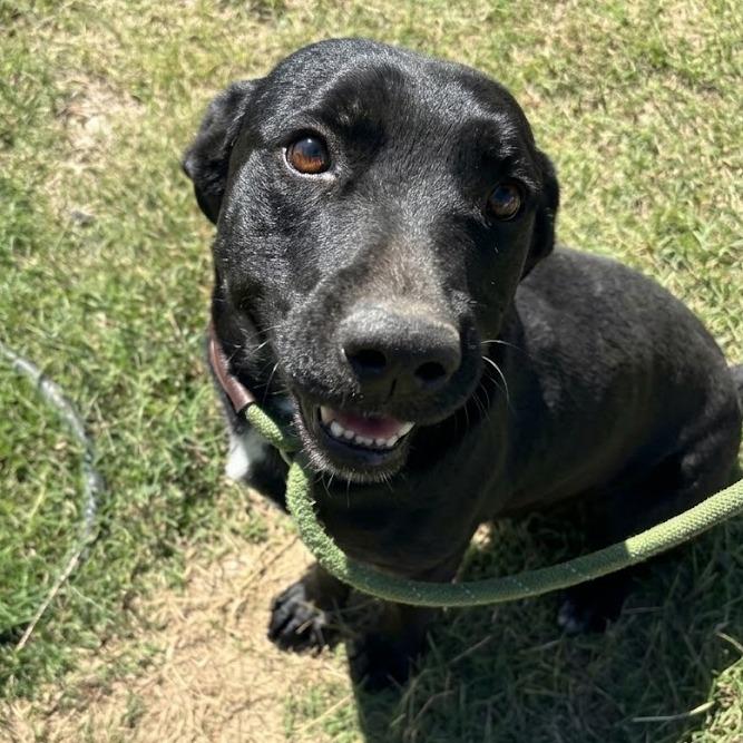 Jett, Adoptable, Adult Male Black Labrador Retriever & Dachshund.