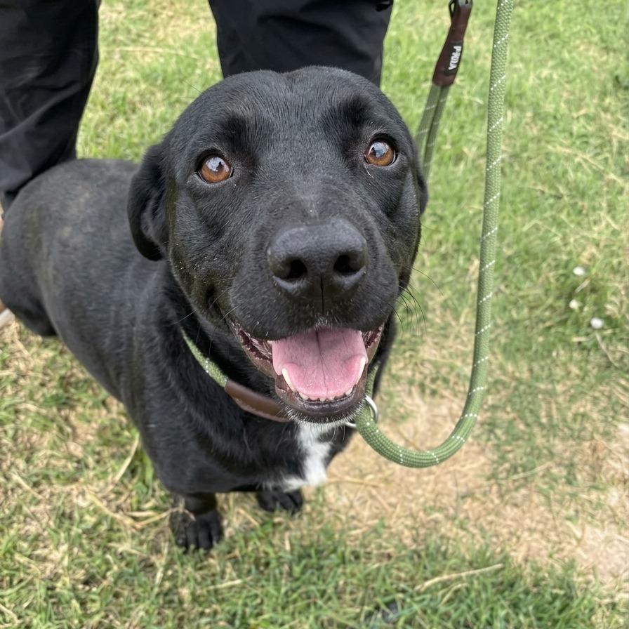 Enlarge Jett, a Adoptable mixed breed in Tulsa, OK image 2/2