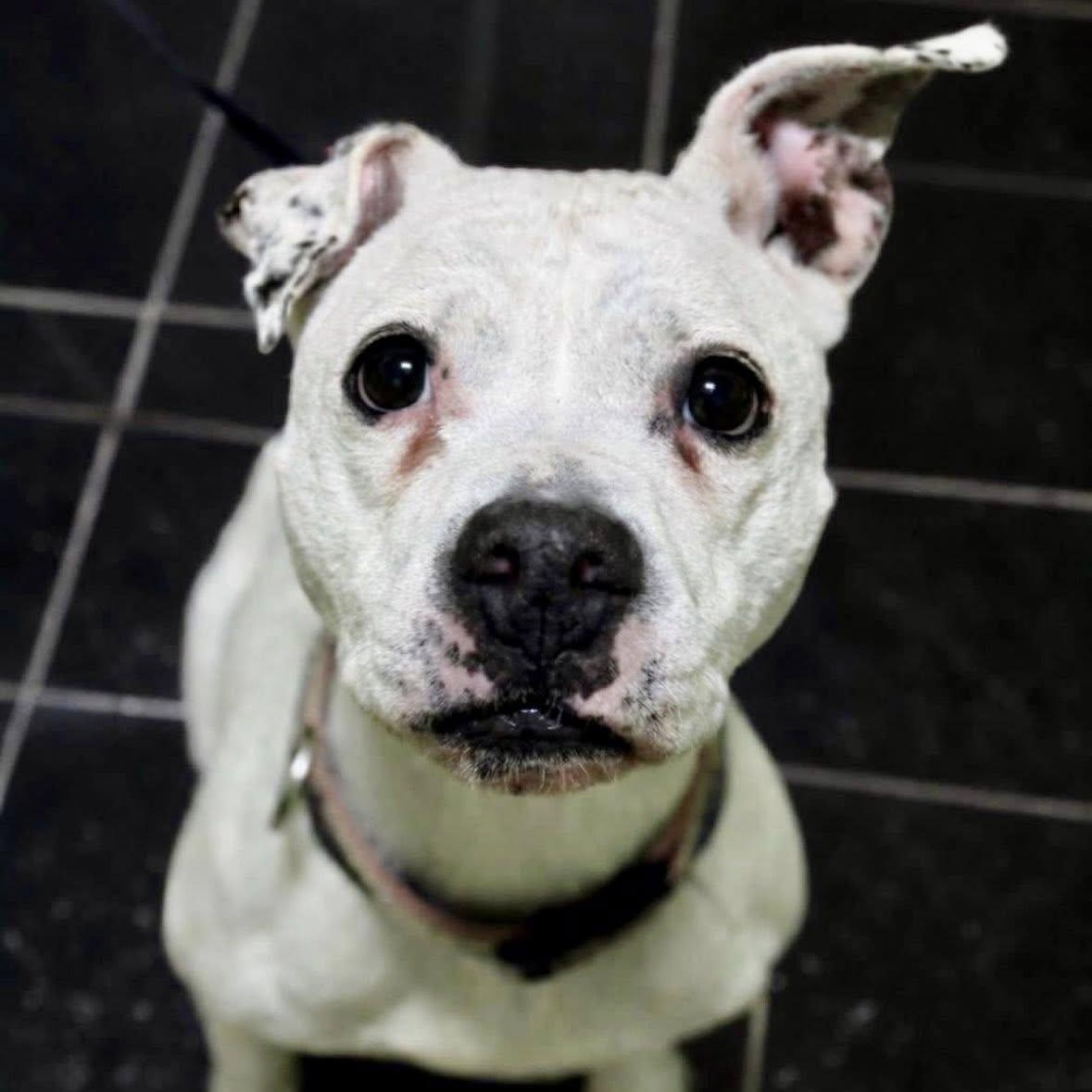 Nova, ADOPTABLE, Young Female Pit Bull Terrier.