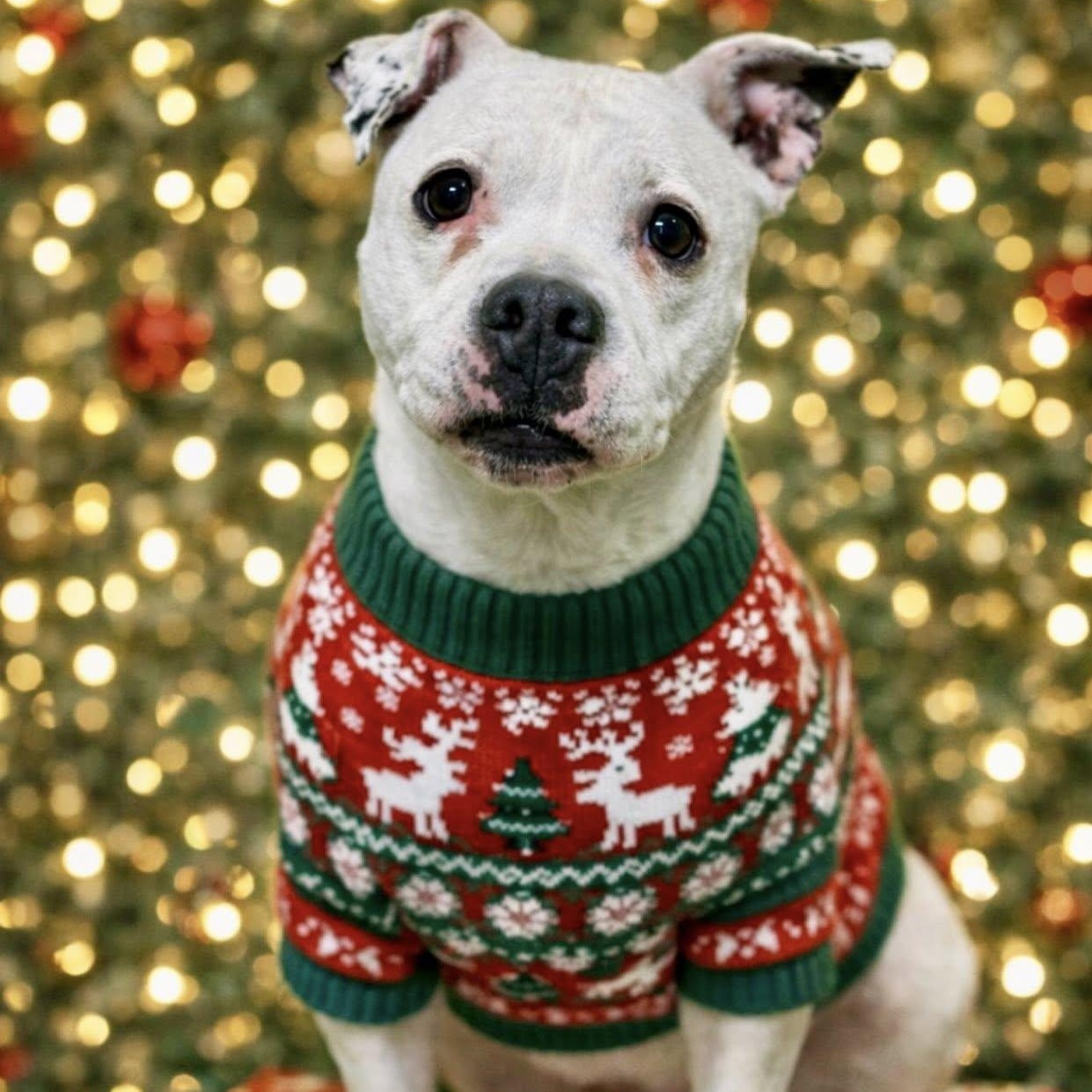 Enlarge Nova, a ADOPTABLE mixed breed in Battle Creek, MI image 1/1