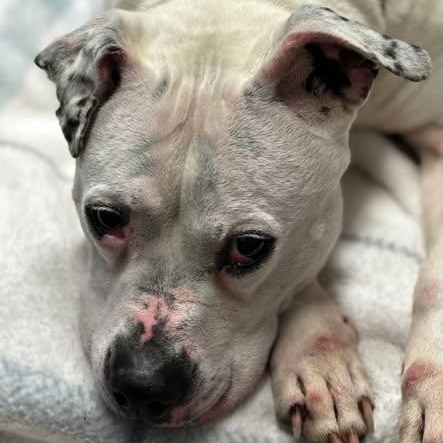 Enlarge Nova, a ADOPTABLE mixed breed in Battle Creek, MI image 4/4