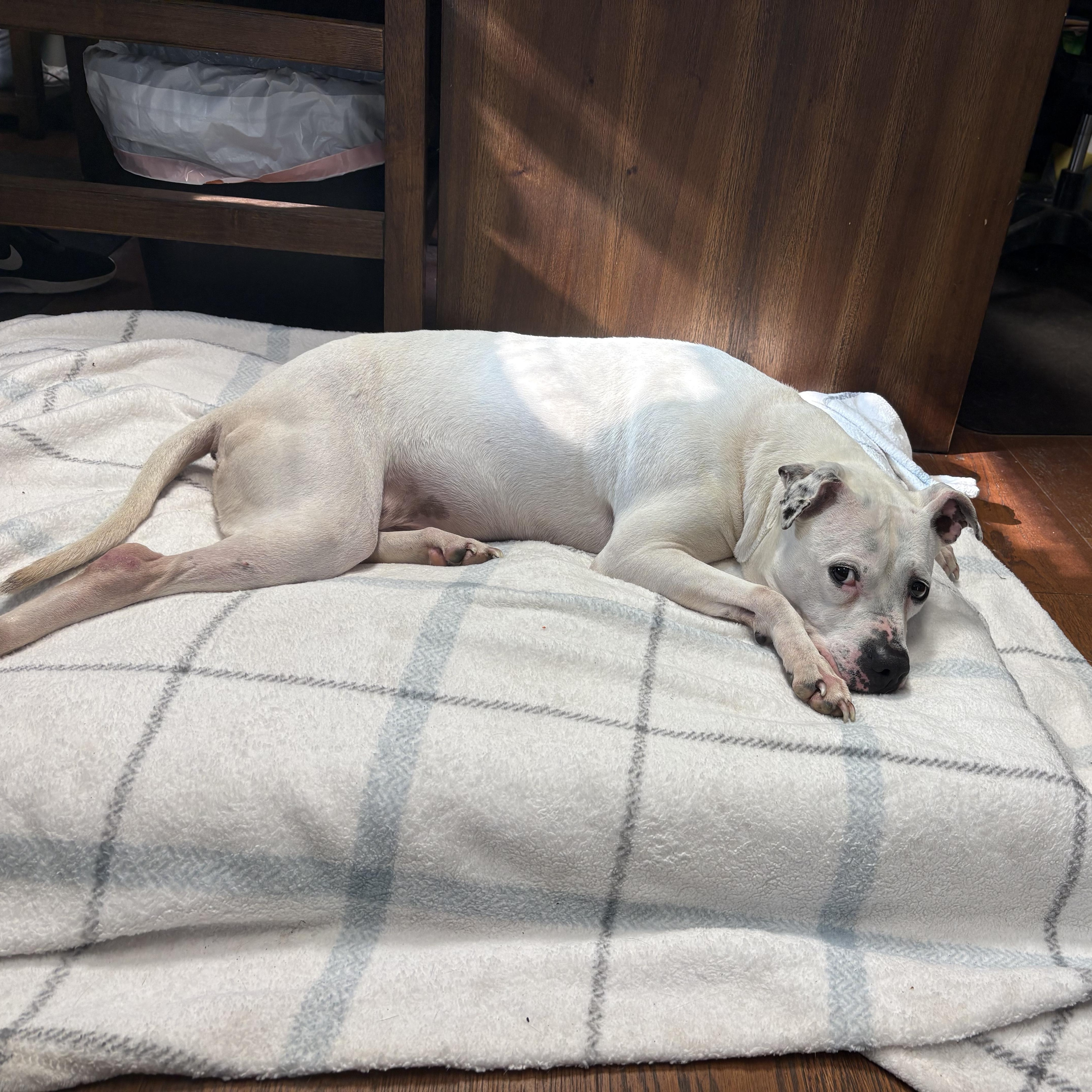 Enlarge Nova, a ADOPTABLE mixed breed in Battle Creek, MI image 1/4