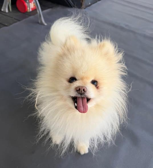 Luger, adopted, Adult Male Pomeranian.