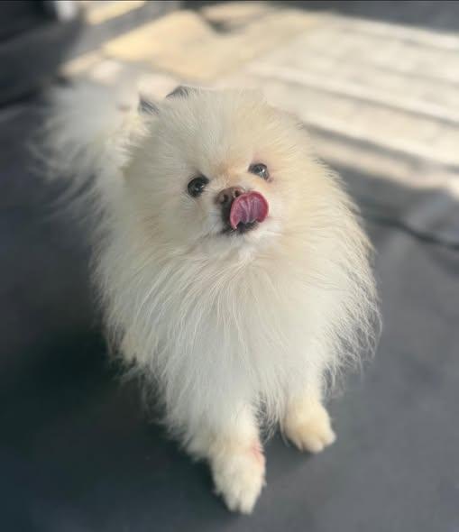 Enlarge Luger, an adopted Pomeranian in New Stanton, PA image 2/2