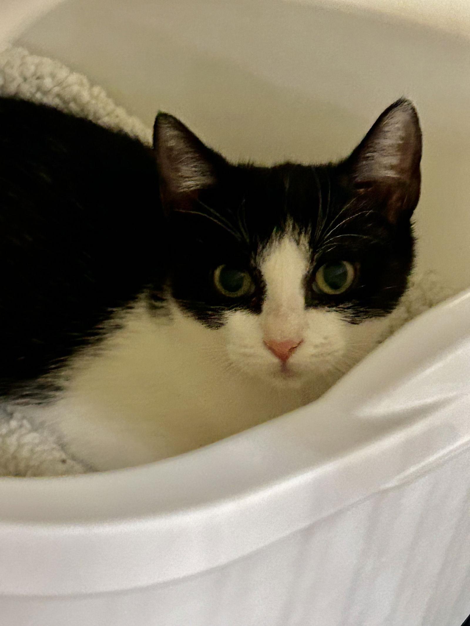 Enlarge Li Lu, a Adopted Tuxedo in Plano, TX image 1/3