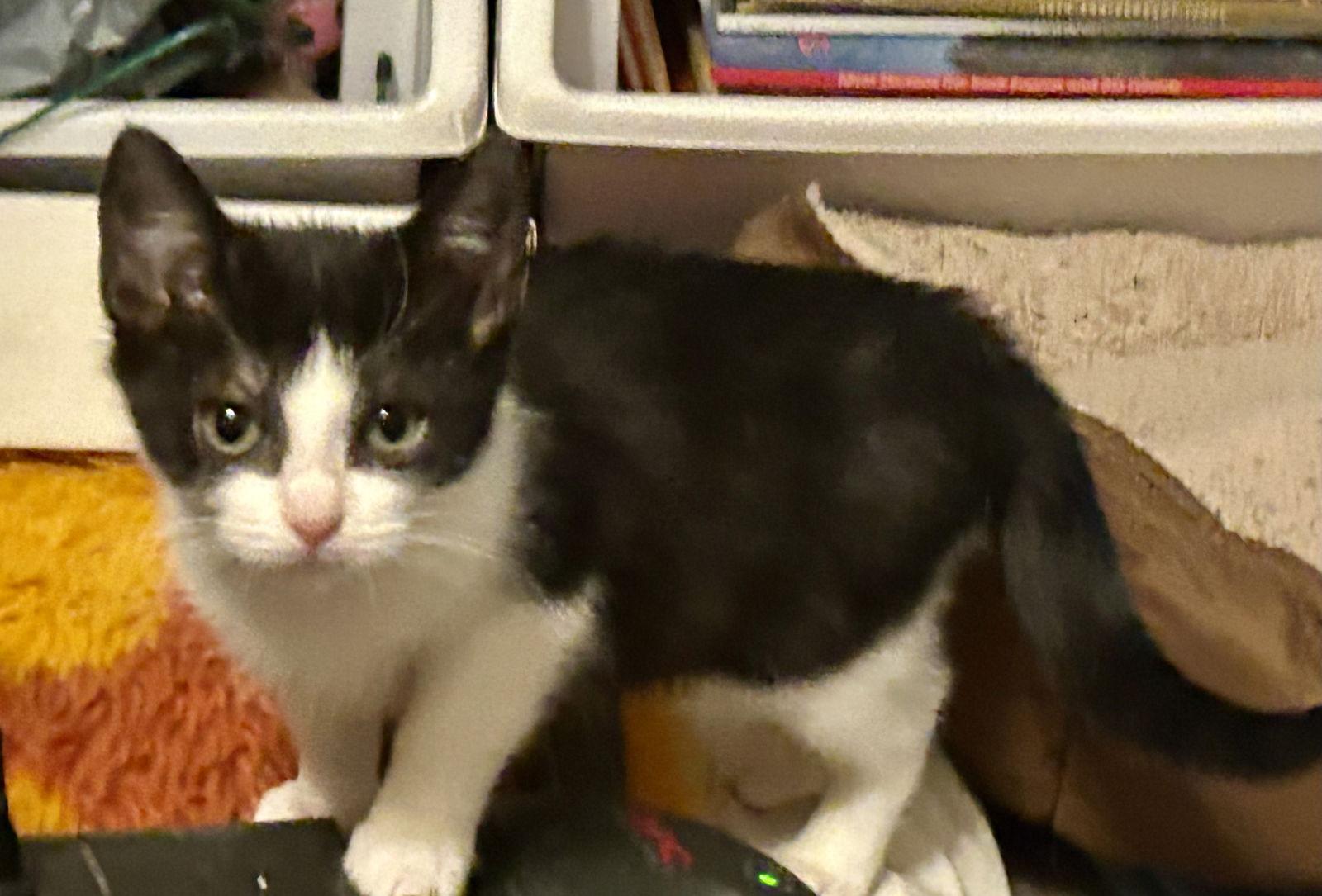 Enlarge Li Lu, a Adopted Tuxedo in Plano, TX image 3/3